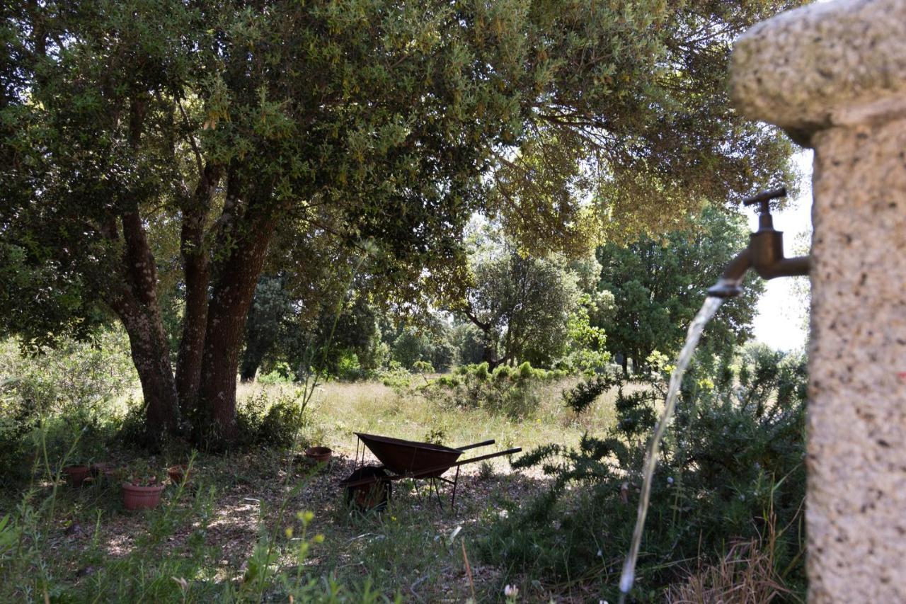 Su Pitiolu - Casa Vacanze Làconi Εξωτερικό φωτογραφία